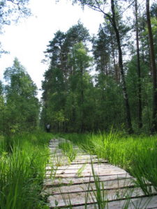 Экологическая тропа