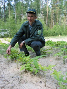 Лесник Андрей Иосифович Ярошук в лесопитомнике